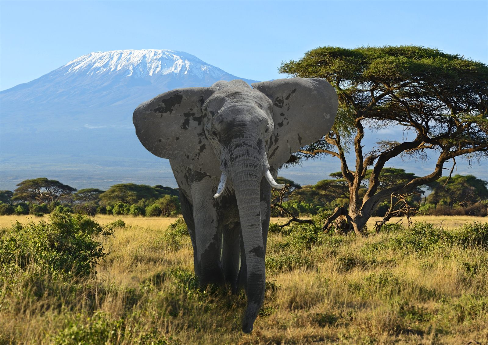 Elephant walking through savanna grass with snow-capped Mount Kilimanjaro behind, Tanzania, the World Travel Awards 2026 Grand Final host